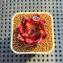 Echeveria Agavoides 'Sunlight' 1" Succulent Plant Cutting