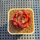 Echeveria Agavoides 'Sunlight' 1" Succulent Plant Cutting
