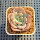 Graptoveria 'Sansomiin' 2" Succulent Plant Cutting