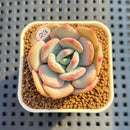 Graptoveria 'Sansomiin' 2" Succulent Plant Cutting