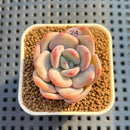 Graptoveria 'Sansomiin' 2" Succulent Plant Cutting