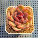 Echeveria 'Jasulyeon' 2" Succulent Plant Cutting