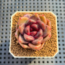 Echeveria 'Jasulyeon' 2" Succulent Plant Cutting