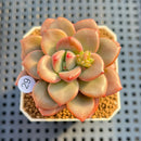 Pachyveria 'Domisol' 2" Succulent Plant Cutting