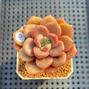 Pachyveria 'Domisol' 2" Succulent Plant Cutting