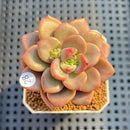 Pachyveria 'Domisol' 2" Succulent Plant Cutting