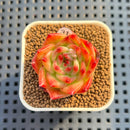 Echeveria 'Red Sunset' 1" Succulent Plant Cutting