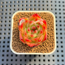 Echeveria 'Red Sunset' 1" Succulent Plant Cutting