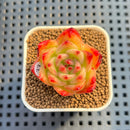 Echeveria 'Red Sunset' 1" Succulent Plant Cutting