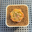Echeveria 'Golden Elegance' 1" Succulent Plant Cutting