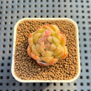 Echeveria 'Golden Elegance' 1" Succulent Plant Cutting