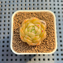 Echeveria 'Golden Elegance' 1" Succulent Plant Cutting