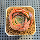 Echeveria 'Moonlight Lotus' 2" Succulent Plant Cutting