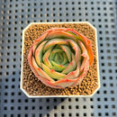 Echeveria 'Moonlight Lotus' 2" Succulent Plant Cutting