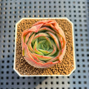 Echeveria 'Moonlight Lotus' 2" Succulent Plant Cutting