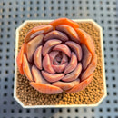 Echeveria 'Purple Shine' 2" Succulent Plant Cutting