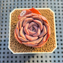 Echeveria 'Purple Shine' 2" Succulent Plant Cutting