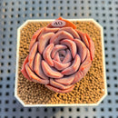 Echeveria 'Purple Shine' 2" Succulent Plant Cutting