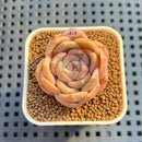 Echeveria 'Pink Shell' 1" Succulent Plant Cutting