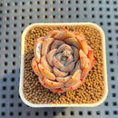 Echeveria 'Pink Shell' 1" Succulent Plant Cutting