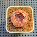 Echeveria 'Pink Shell' 1" Succulent Plant Cutting