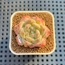 Echeveria 'Jade Autumn Leaves' 1" Succulent Plant Cutting