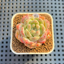 Echeveria 'Jade Autumn Leaves' 1" Succulent Plant Cutting