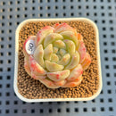 Echeveria 'Jade Autumn Leaves' 1" Succulent Plant Cutting