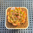Echeveria 'Red Dimples' 2" Succulent Plant Cutting