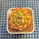 Echeveria 'Red Dimples' 2" Succulent Plant Cutting