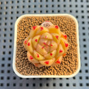 Echeveria 'Red Dimples' 2" Succulent Plant Cutting