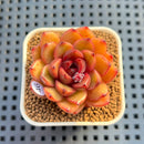 Echeveria 'Baramdori' 2" Succulent Plant Cutting