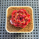 Echeveria Agavoides 'Cherry Spike' 1" Succulent Plant Cutting