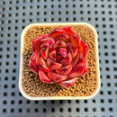 Echeveria Agavoides 'Cherry Spike' 1" Succulent Plant Cutting