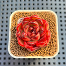 Echeveria Agavoides 'Cherry Spike' 1" Succulent Plant Cutting