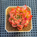 Echeveria 'Floriditi' Variegated 2" Succulent Plant Cutting