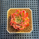 Echeveria 'Floriditi' Variegated 2" Succulent Plant Cutting