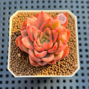 Echeveria 'Floriditi' Variegated 2" Succulent Plant Cutting