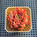 Echeveria 'Floriditi' Variegated 2" Succulent Plant Cutting