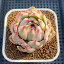 Echeveria Chihuahuaensis Variegated 3" Succulent Plant Cutting
