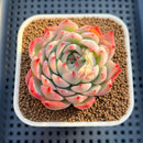 Echeveria Chihuahuaensis Variegated 3" Succulent Plant Cutting