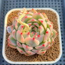 Echeveria Chihuahuaensis Variegated 3" Succulent Plant Cutting
