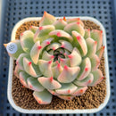 Echeveria Chihuahuaensis Variegated 3" Succulent Plant Cutting