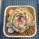 Echeveria Chihuahuaensis Variegated 3" Succulent Plant Cutting