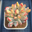 Cotyledon Orbiculata var. orbiculata Variegated 3" Succulent Plant Cutting