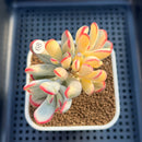 Cotyledon Orbiculata var. orbiculata Variegated 3" Succulent Plant Cutting