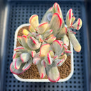 Cotyledon Orbiculata var. orbiculata Variegated 3" Succulent Plant Cutting