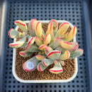 Cotyledon Orbiculata var. orbiculata Variegated 3" Succulent Plant Cutting