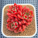 Echeveria Agavoides 'Fillite' 2" Succulent Plant Cutting