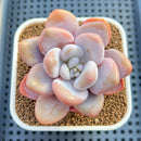 Graptopetalum 'Peach Honey' 3" Succulent Plant Cutting